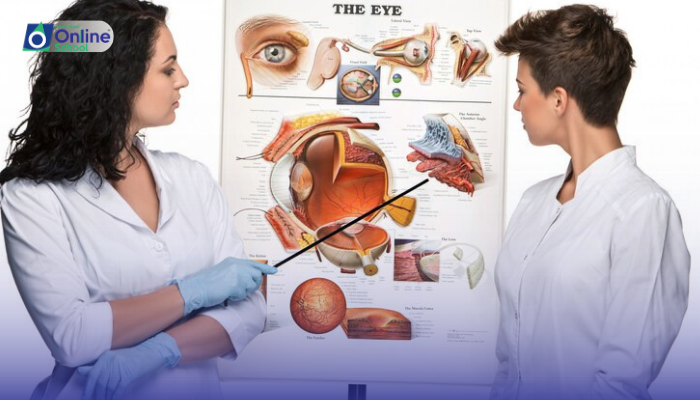 Lesson 12: Visual Reflexes and Corrections